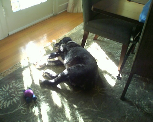 Cdj2qlae43hj5y2kn5suojnv_500