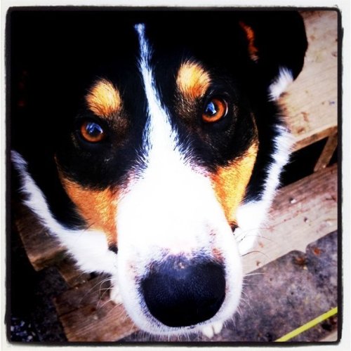 Media_httpdistillerys_hudif