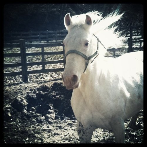 Media_httpdistillerys_mxatj