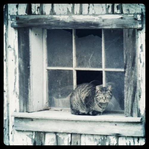 Media_httpdistillerys_savyo