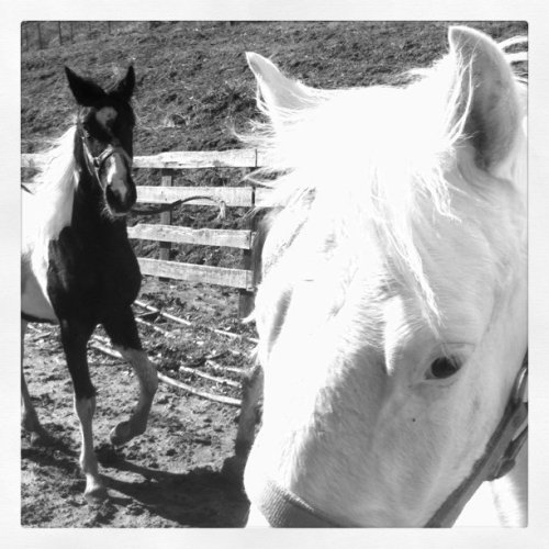 Media_httpdistillerys_urguz