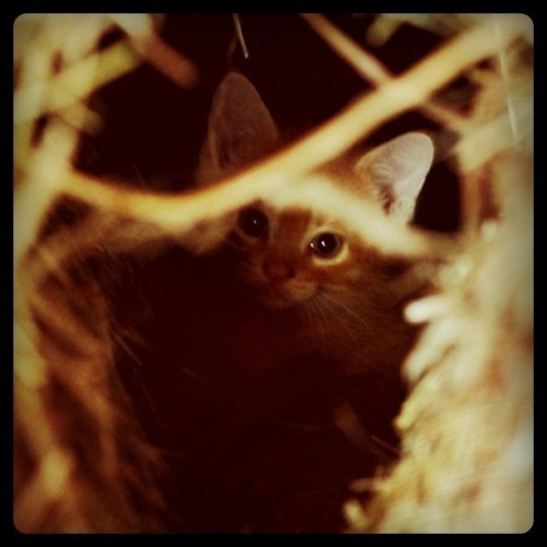 Media_httpimagesinsta_jgets