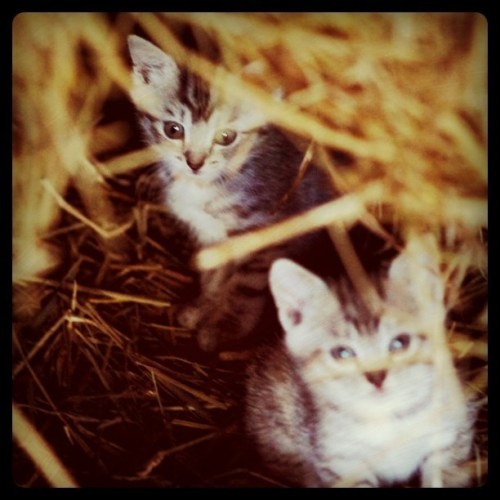 Media_httpimagesinsta_pbauu