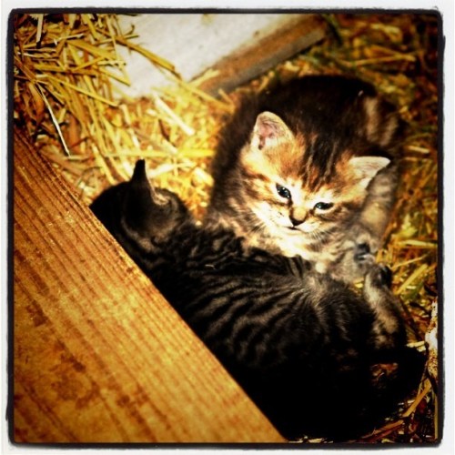 Media_httpimagesinsta_rdlqc